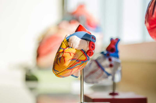 How sitting too much damages the heart