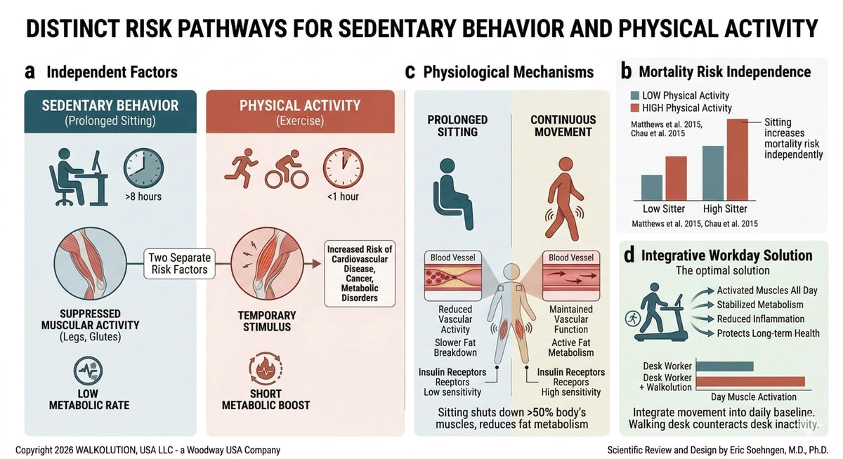 The high risks of sitting and the consequences | Walkolution – WALKOLUTION